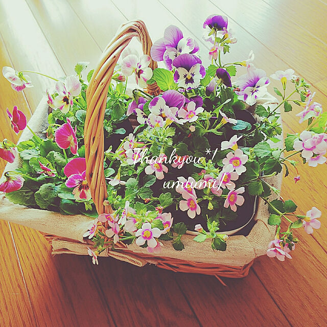 umiumiの-■良品花壇苗■ワダフラワーのビオラデニムジャンプアップ10．5cmポット苗の家具・インテリア写真