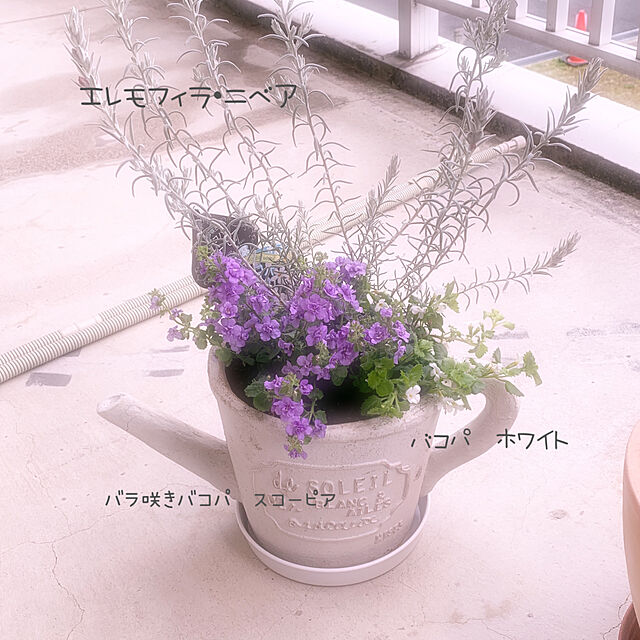 miyumiyuの-バコパ　スコーピア　八重咲きラベンダー　2.5号苗の家具・インテリア写真