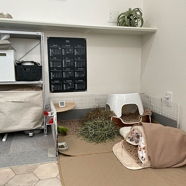 mottochanのＰＥＧマーケット-エアープランツ チランジア キセログラフィカ Ｓサイズ(12～14cm前後) エアプランツの家具・インテリア写真