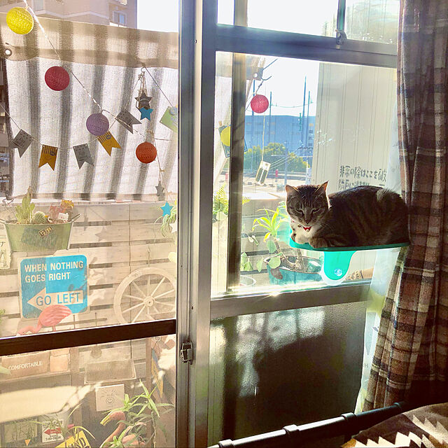 mit_iのイチネンネット-ドギーマンハヤシ:絶景リゾートテラス 4976555879117 猫 ステップ 窓 クリア くつろぐ 外 風景 ながめの家具・インテリア写真