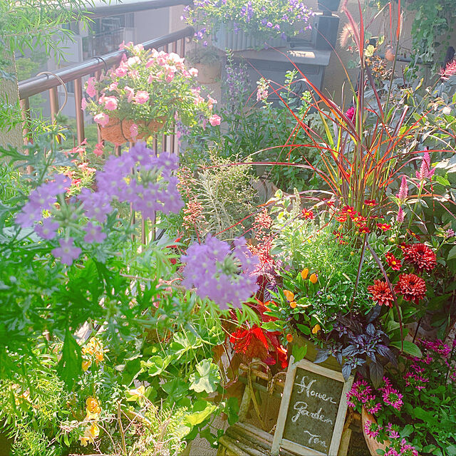 Tenの-草花の苗/五色トウガラシ：パープルフラッシュ3号ポット 2株セットの家具・インテリア写真