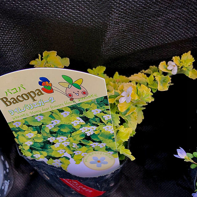 hinamamaの-バコパ ライムバリエガータ 花だけでなくライム色の葉色も楽しめるバコバで寄せ植えアイテムに 花苗 販売 通販 種類の家具・インテリア写真
