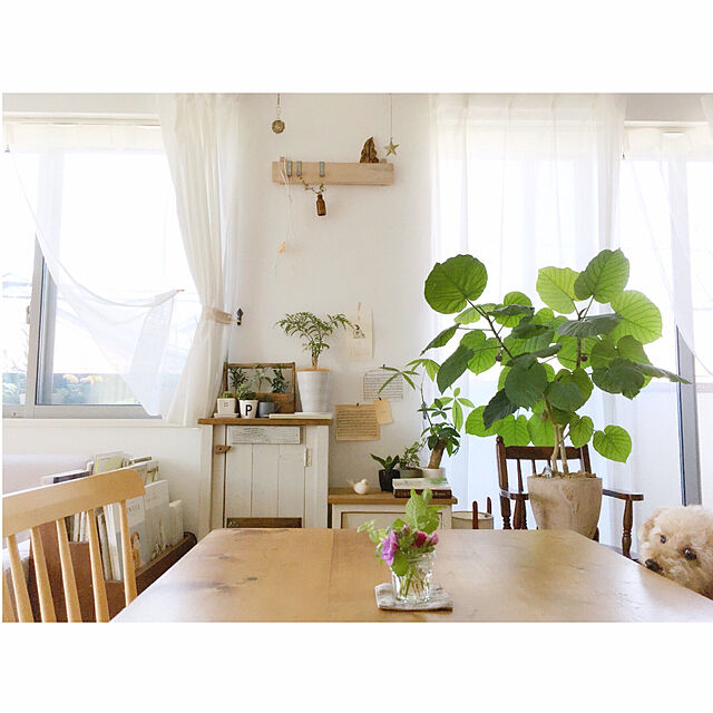 azuの-（観葉植物）果樹苗　オリーブの木　品種おまかせ　３．５号（１鉢）　品種名のラベル付き　家庭菜園の家具・インテリア写真
