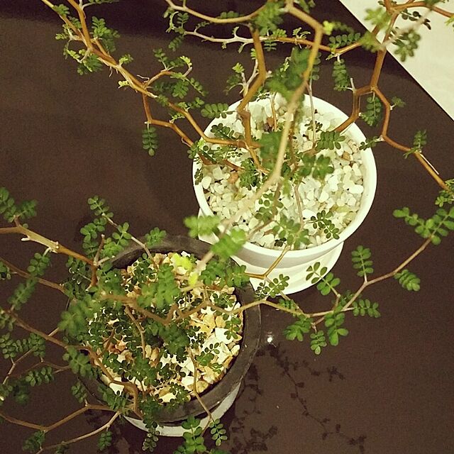 aco_64の-ソフォラリトルベイビーinモスポット(今月の植物）の家具・インテリア写真