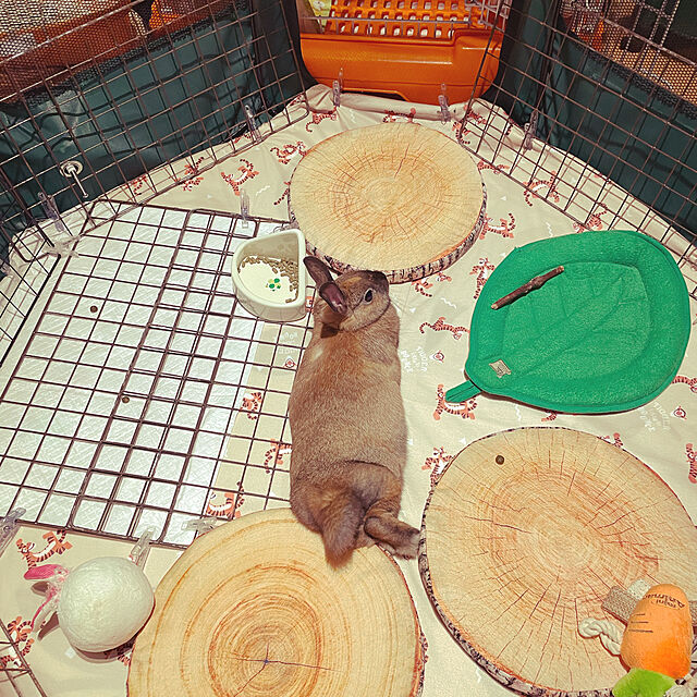 chicoのコンポジット-1年保証 ペットサークル ペットハウス メッシュ 折りたたみ 90x62cm 犬用 小型犬 Mサイズ 八角形 室内プレイ サークル ソフトケージ 仕切り 軽量 猫  送料無料の家具・インテリア写真