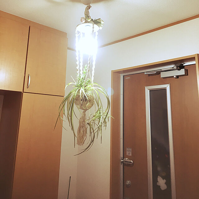 satoの緑の風yamashoku-オリヅルラン 斑入り 12ポットセット（3号）苗 セット販売 まとめ売りの家具・インテリア写真