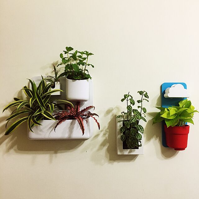Jamieの無印良品-壁にかけられる観葉植物 １５×１０ｃｍの家具・インテリア写真