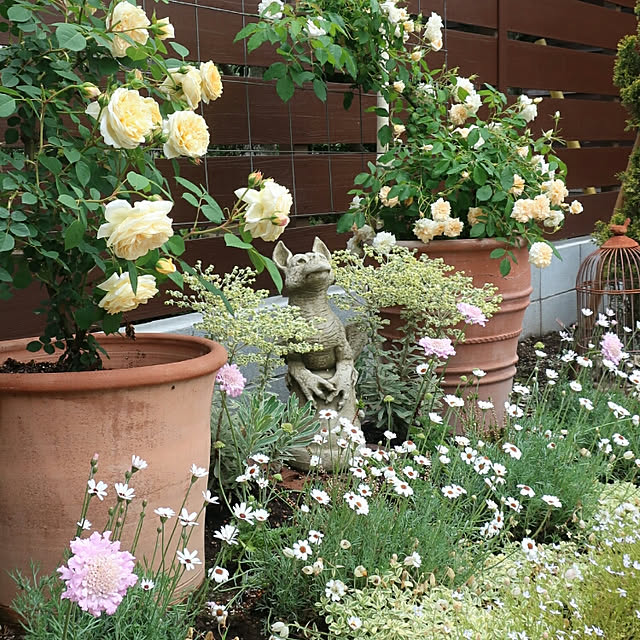写真付きレビュー ライフ エコ 植木鉢 ギリシャ製 おしゃれ テラコッタ鉢 素焼 44cm クレタ ローズポット 大型の通販商品 口コミ情報 Roomclipショッピング