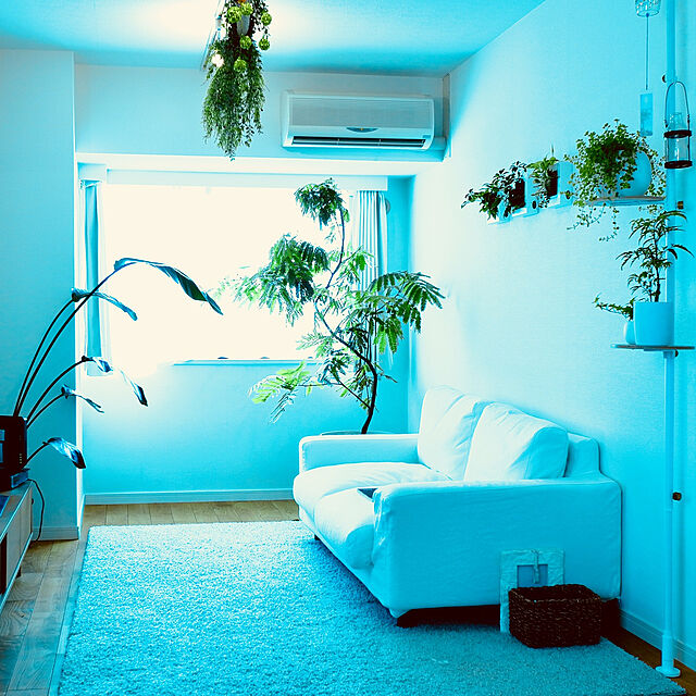 Kenの無印良品-壁にかけられる観葉植物 １６×１６ｃｍの家具・インテリア写真