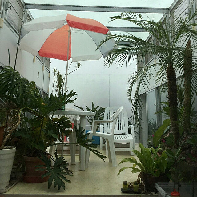 DAICHIの-フィロデンドロン セローム高さ40cm×幅24cm 4号プラ鉢 観葉植物の家具・インテリア写真