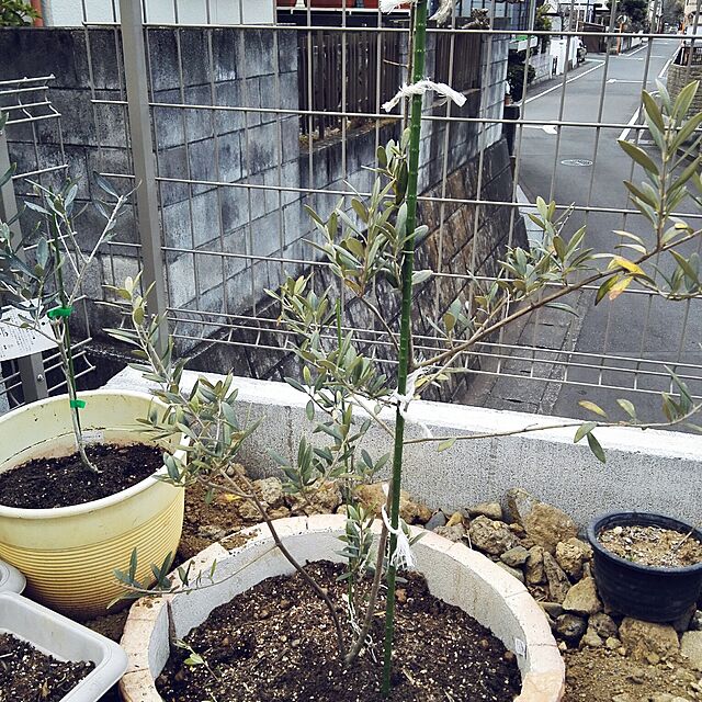 yukanaの-オリーブ （全11品種）3年生 5号スリット鉢植え【選べる品種】の家具・インテリア写真