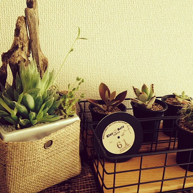 kuroの-多肉植物　ハオルシア 青雲の舞　7.5cm鉢の家具・インテリア写真