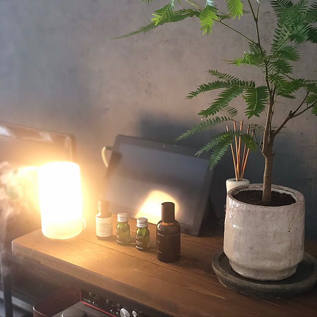 Shunpeiの-観葉植物 [イイハナ・ドットコム] エバーフレッシュ 7号 フラワーギフト 花ギフト プレゼント 誕生日 お祝い 記念日 室内 ご自宅用の家具・インテリア写真