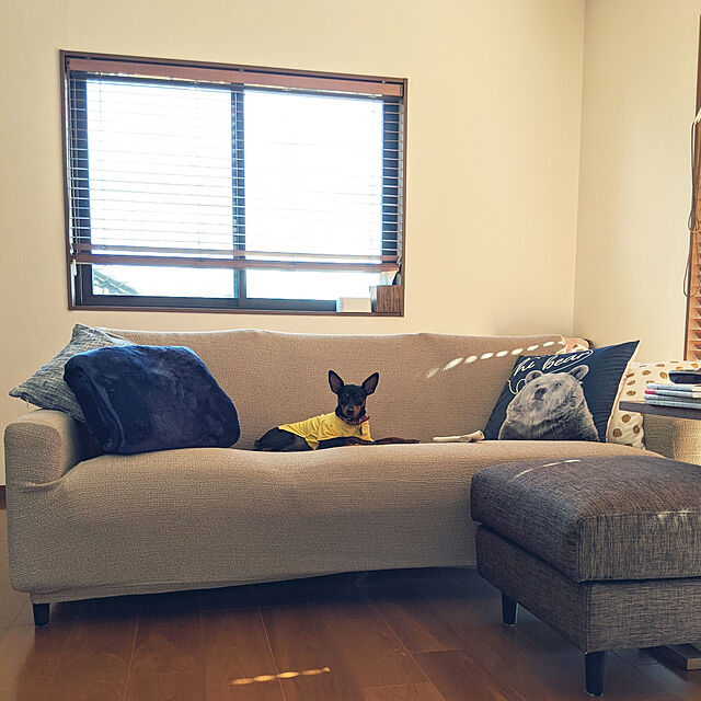 shizuponの講談社-毎日クーポン有/　犬と猫どっちも飼ってると毎日たのしい　２/松本ひで吉の家具・インテリア写真