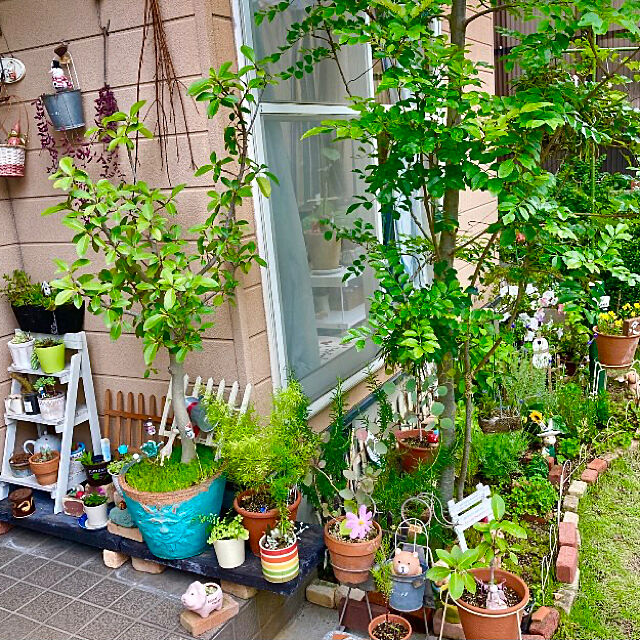 takakoの-花木 庭木の苗/ユーカリ：シルバードロップ3.5号ポットの家具・インテリア写真
