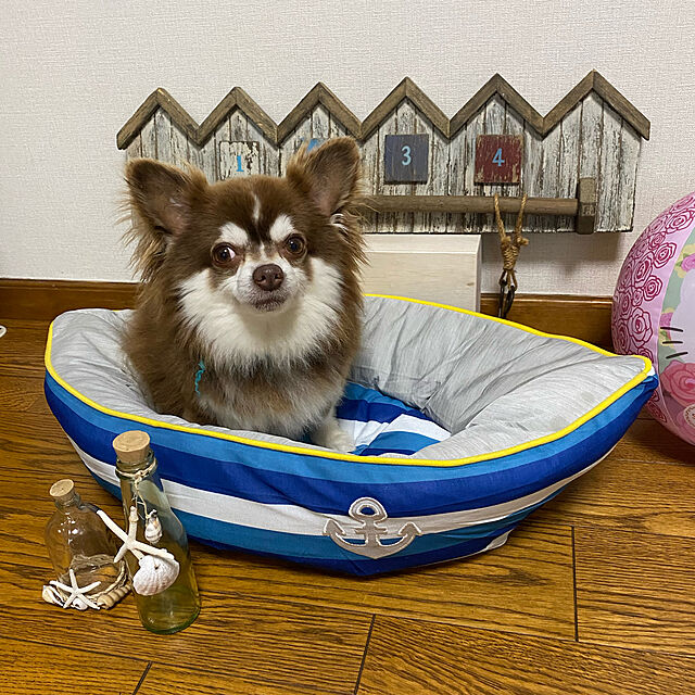 chIoeのニトリ-犬・猫用ペットベッド L(Nクール q-o ヨット L) の家具・インテリア写真
