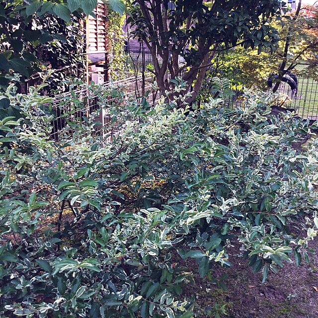 Rinkoの遊恵盆栽-庭木：シルバープリペット（斑入りプリペット） H：約50-60cmの家具・インテリア写真