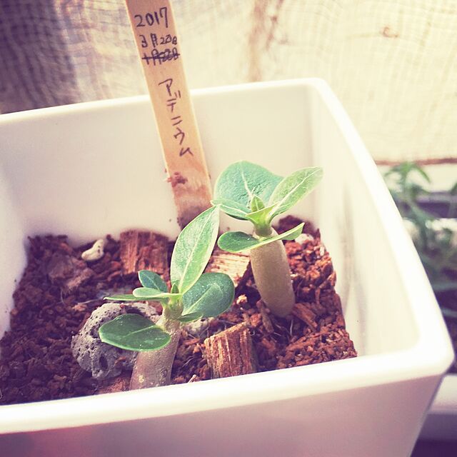 buchikoのDypsis-【多肉植物/種子】Adenium Obesumアデニウム・オベスム ハイブリッドMIX種子５粒 Caudex 塊根植物 (Mix) [並行輸入品]の家具・インテリア写真