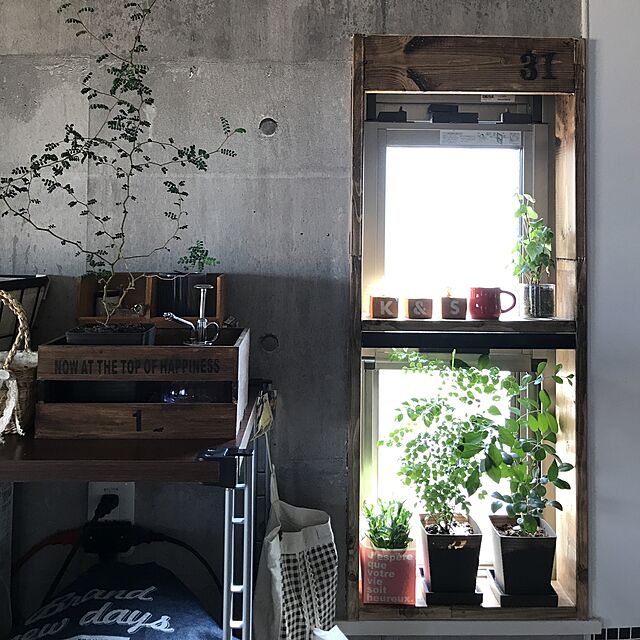 mamayuの-ミニ観葉植物シマトネリコ鉢植え（２．５号）の家具・インテリア写真