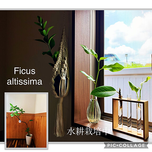 m.mの-盆栽多肉道具 【メネデール】 100ml 植物活力素 bonsaiの家具・インテリア写真