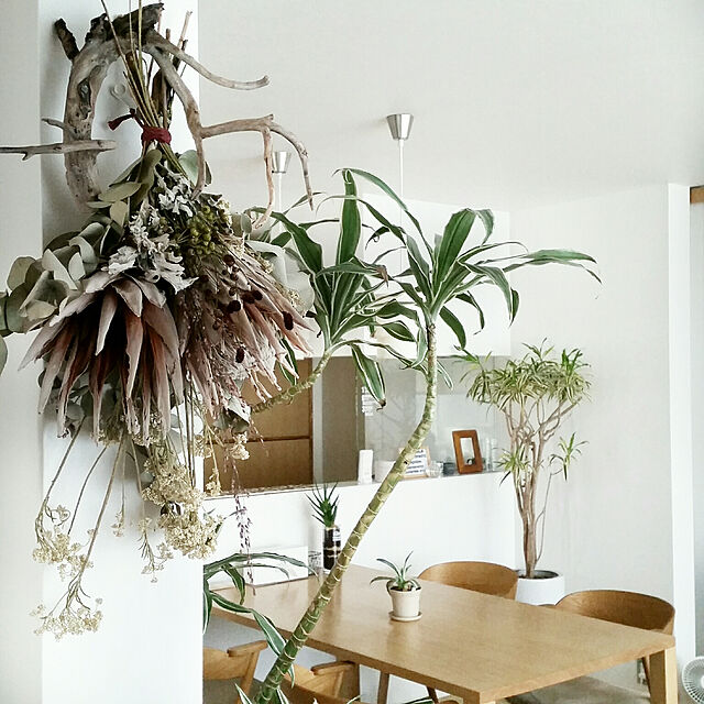 chieの-KingProtea Cut Flower　キングプロテア（切り花）1本の家具・インテリア写真
