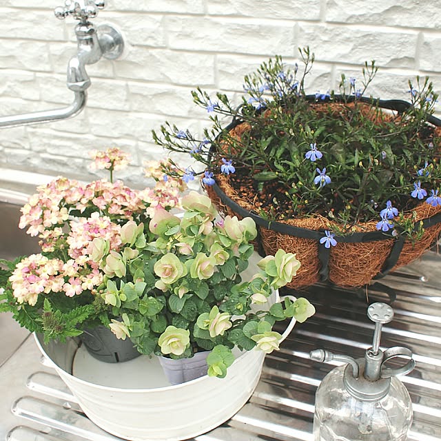 写真付きレビュー オレガノケントビューティー花芽付き オレガノ 幻想的なピンクの花で寄せ植えのワンポイントにまたハンギング等に最適 販売 通販 種類 グリーン 緑の通販商品 口コミ情報 Roomclipショッピング