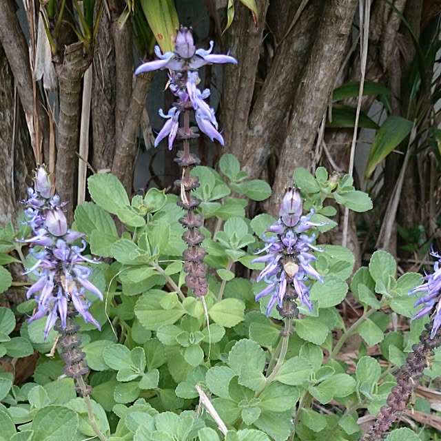 写真付きレビュー 多肉植物 プレクトランサス アロマティカス 9cmポット 多肉植物 ハーブ Herbの通販商品 口コミ情報 Roomclipショッピング