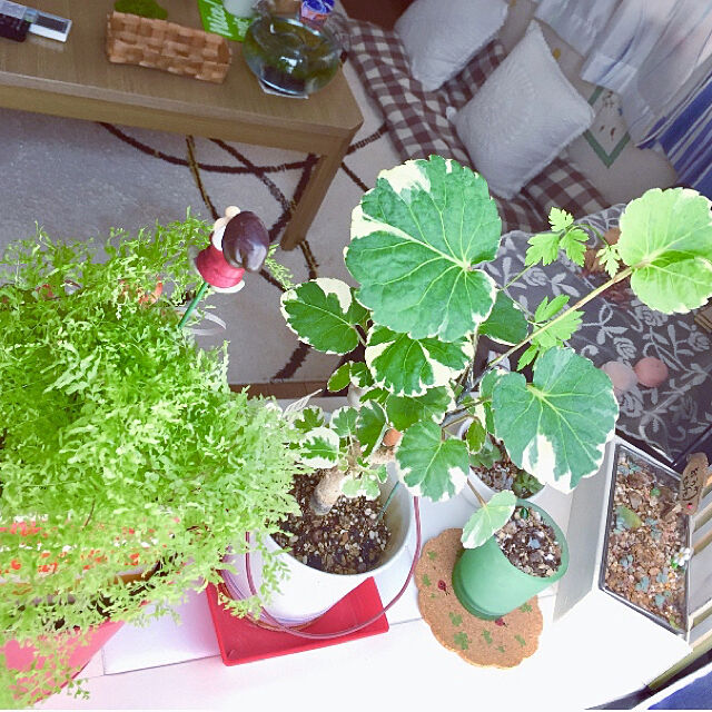 takakoの-（観葉植物）緑のカーテン　フウセンカズラの苗　3号（5ポット）の家具・インテリア写真