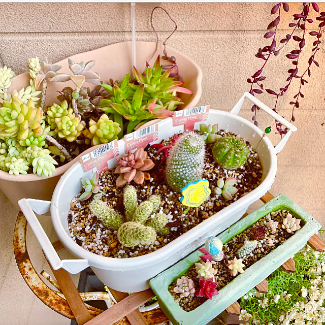 写真付きレビュー サボテン 多肉植物 5種類 寄せ植え ガラスレクト サボテン 多肉植物 ミニサボテン 寄せ植え 観葉植物 インテリア オシャレ かわいい プレゼント ギフト 雑貨 母の日 父の日 バレンタイン ホワイトデー クリスマス 後藤サボテン Goto Saboten の 写真付きレビュー サボテン 多肉植物 5種類 寄せ植え ガラスレクト サボテン 多肉植物 ミニサボテン 寄せ植え 観葉植物 インテリア オシャレ かわいい プレゼント ギフト 雑貨 母の日 父の日 バレンタイン ホワイトデー クリスマス 後藤サボテン Goto Saboten の