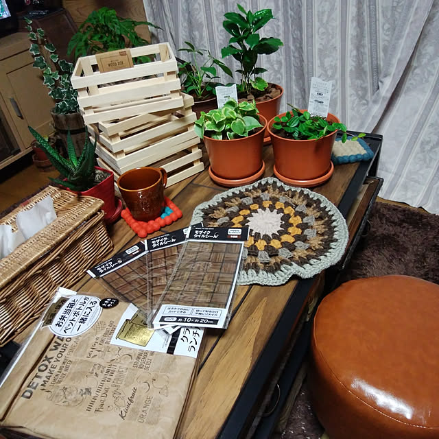 Brown.Lifeの-（観葉植物）ペペロミア　アングラータ　陶器鉢植え　ニューダイスＭ　ＷＨ（１鉢）　受け皿付き　北海道冬季発送不可の家具・インテリア写真