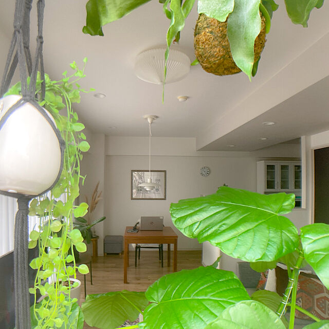 kaoの-観葉植物/コウモリラン（プラティセリウム）：ネザランズ苔玉3.5号仕立ての家具・インテリア写真