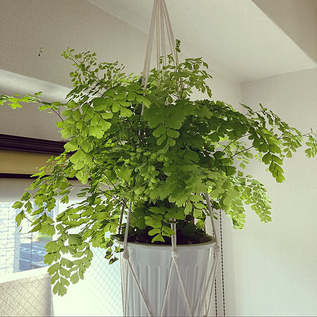 HanaoのMLOVO-4本组 綿縄 植木鉢 屋内屋外植物 ハンガーマクラメ プラントハンガー 観葉植物/多肉/花卉 吊り下げ ロープ ハンギングプランターの家具・インテリア写真