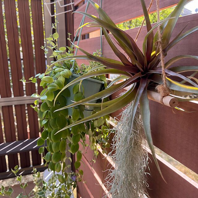 kojimasaの-観葉植物 熱帯植物 エスキナンサス トリコロール インテリア  素敵なプランツ 吊り鉢 ハンギングの家具・インテリア写真