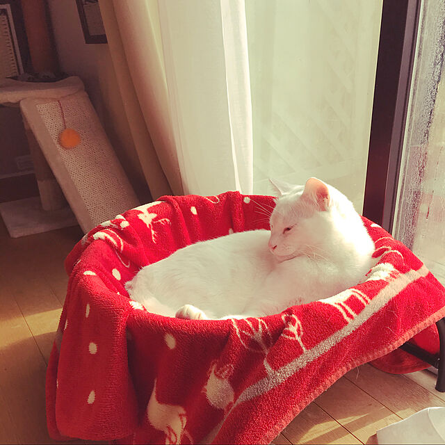 yuki48のJUNSPOW-猫ベッド JUNSPOW犬猫用ベッド ペットハンモックベッド 自立式 猫寝床 ネコベッド 猫用品 ペット用品 丸洗い 安定な構造 取り外し可能 組立簡単 通気性 窓 室内 戸外 (グレー)の家具・インテリア写真