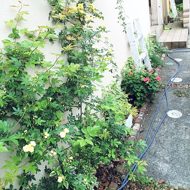 buchibuchi55の-白花　モッコウバラ（木香薔薇）八重咲きの家具・インテリア写真