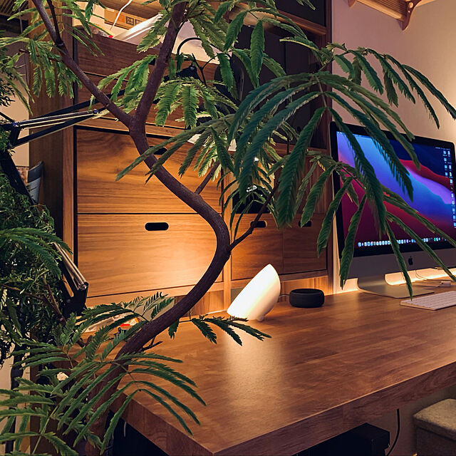 zonoのサンクライム-エバーフレッシュ 曲がり樹形 8号の家具・インテリア写真