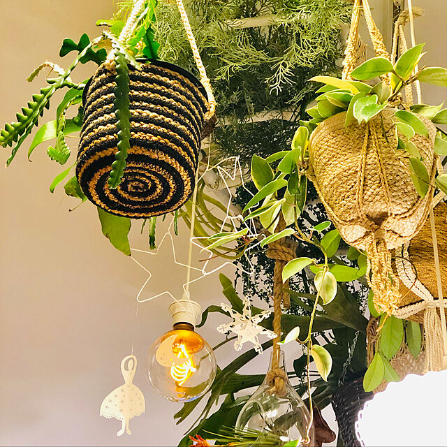 erikoの-観葉植物/コウモリラン：グランデ7号鉢入りの家具・インテリア写真