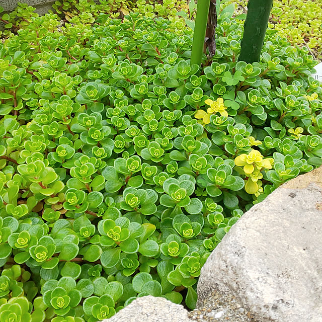 marokichiの-セダム 黄金丸葉万年草 （ オーゴンマルバマンネングサ ）2.5〜3号ポット苗グランドカバー 宿根草 カラーリーフ 観葉植物 ドライガーデン 多肉植物 花苗 多年草の家具・インテリア写真