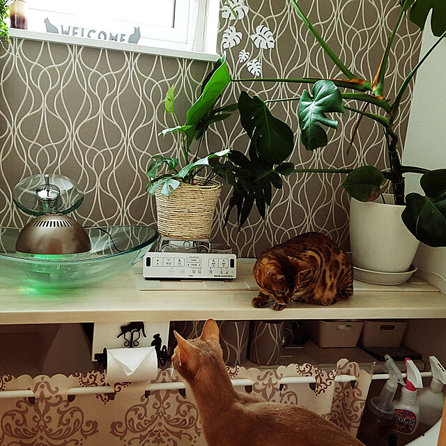 megu.catの-限定セール 空気清浄機 アロマ対応 Reevo リーボ アロマディフューザー ボール おしゃれ 卓上 小型 7色に光る LED ライト 照明 お手入れ簡単 部屋 feellifeの家具・インテリア写真