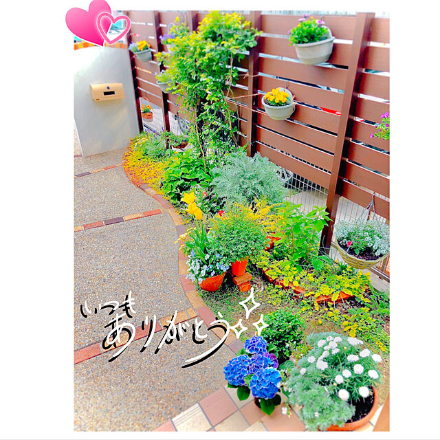 hinamamaの-草花の苗/バーベナ：スーパーべナアイストゥインクル3号ポットの家具・インテリア写真