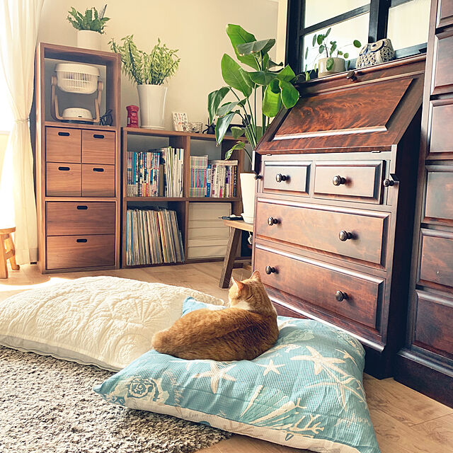 73のニトリ-ジャンボクッションカバー(シェルQ) の家具・インテリア写真