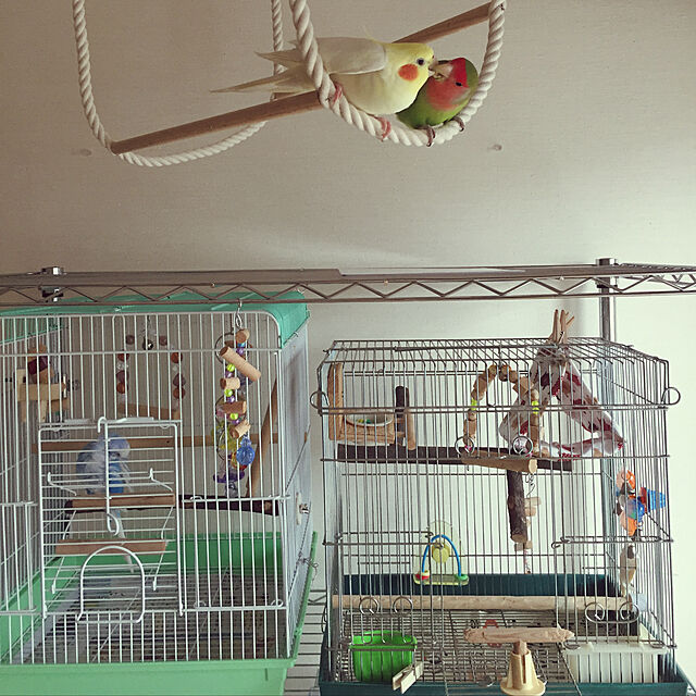 toratanの-プレイリング/バードトイ おもちゃ 輪っか 固定 小鳥 インコ セキセイ オカメ ピッコリーノ SUDOの家具・インテリア写真