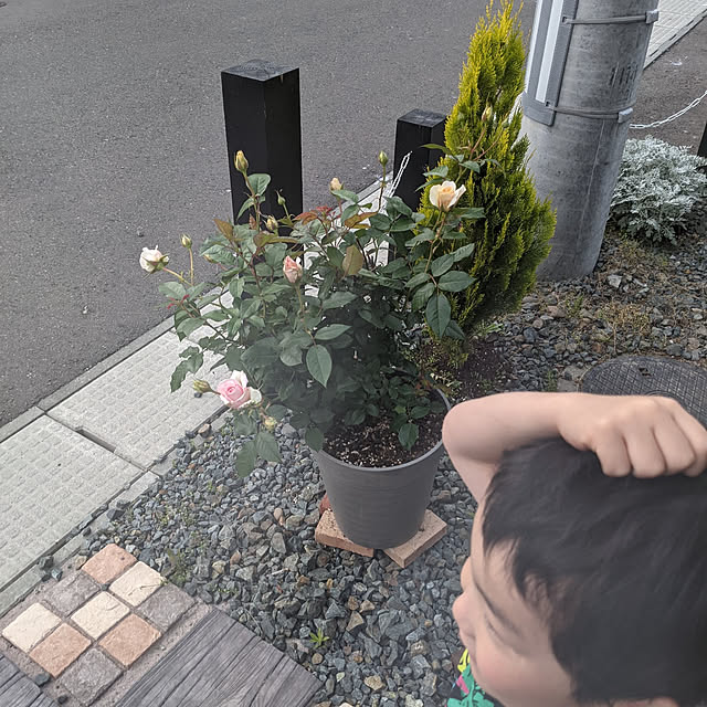 写真付きレビュー アイリスオーヤマ 固まる砂 硬い 固まる土 水で固まる 15kg 雑草対策 雑草 ぬかるみ防止 防草 防草砂 庭 ガーデニング 除草 砂 固まる 土 駐車場 丈夫 駐車場に最適 超硬い固まる防草砂 15kg P5 の通販商品 口コミ情報 Roomclipショッピング