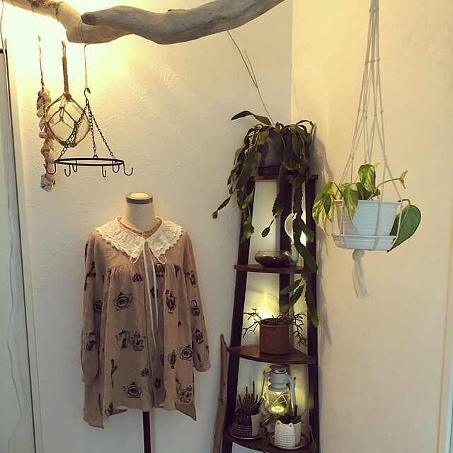 tomonecoの-観葉植物/レピスミウム ホーレティアナム5号鉢植えの家具・インテリア写真