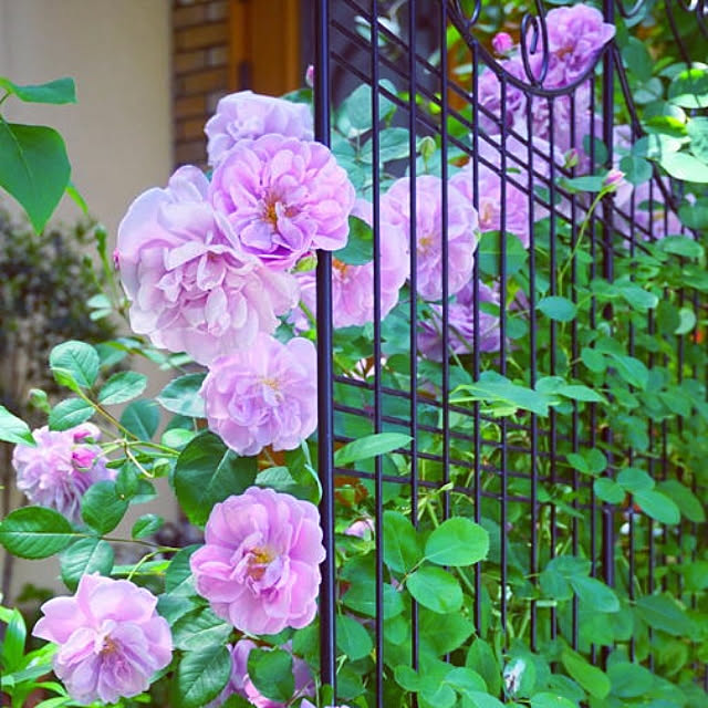 aromameの-四季咲き半つるバラ 【レイニーブルー】 3年生長尺0.9m苗の家具・インテリア写真