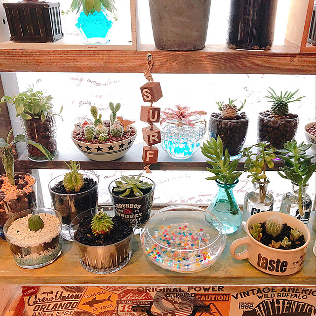 risaの-多肉植物　ユーフォルビア峨眉山シェークハンド7．5cm鉢の家具・インテリア写真