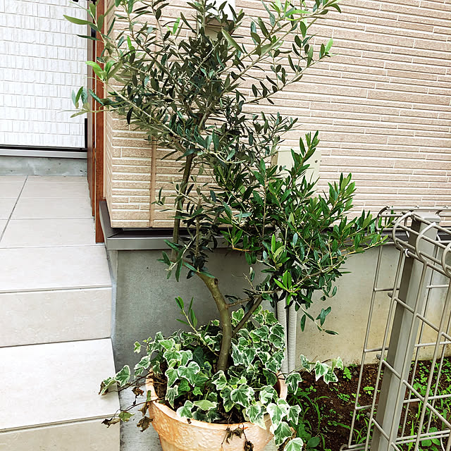 写真付きレビュー オリーブの木 品種違い2本寄せ植え Oli Me オリーミー アイビーを垂らしてオシャレ仕上げ L サイズ弊社植え替え済み テラコッタ陶器鉢植え 大きく育てて下さい 一軒家やショップさんのシンボルツリー 楽ギフ メッセ入力 送料無料 の通販商品