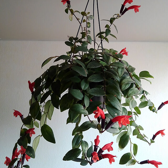 Renの-観葉植物：エスキナンサス ラディカンサス*6号　吊り鉢の家具・インテリア写真