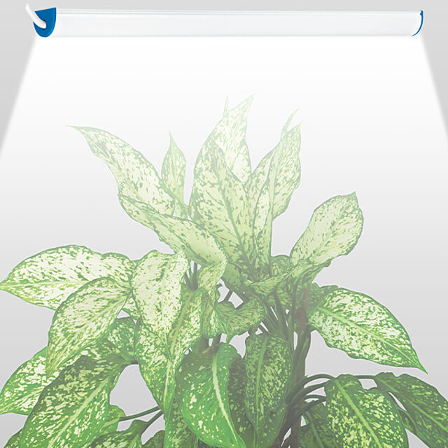PhilipsLEDのシグニファイ-Philips LED 家庭用植物育成ライトの家具・インテリア写真