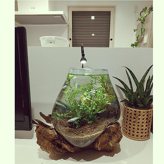 送料無料】バリ島流木ガラスw32×d24×h14．5cm